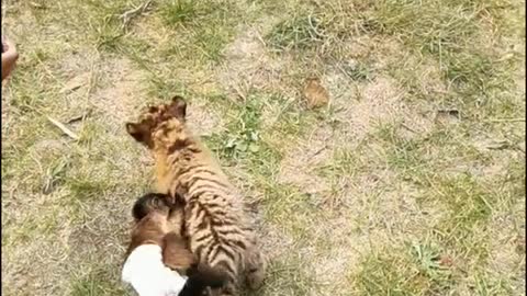 The little animals play with the breeder