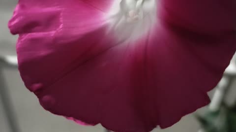 😘 🌺 FLORECITAS 🌻 MORADAS DE 🌱 ENREDADERA FT. 💋CARMEN - 🧑🏼‍🦱André Rieu & 👩🏻 Carmen Monarcha.👍
