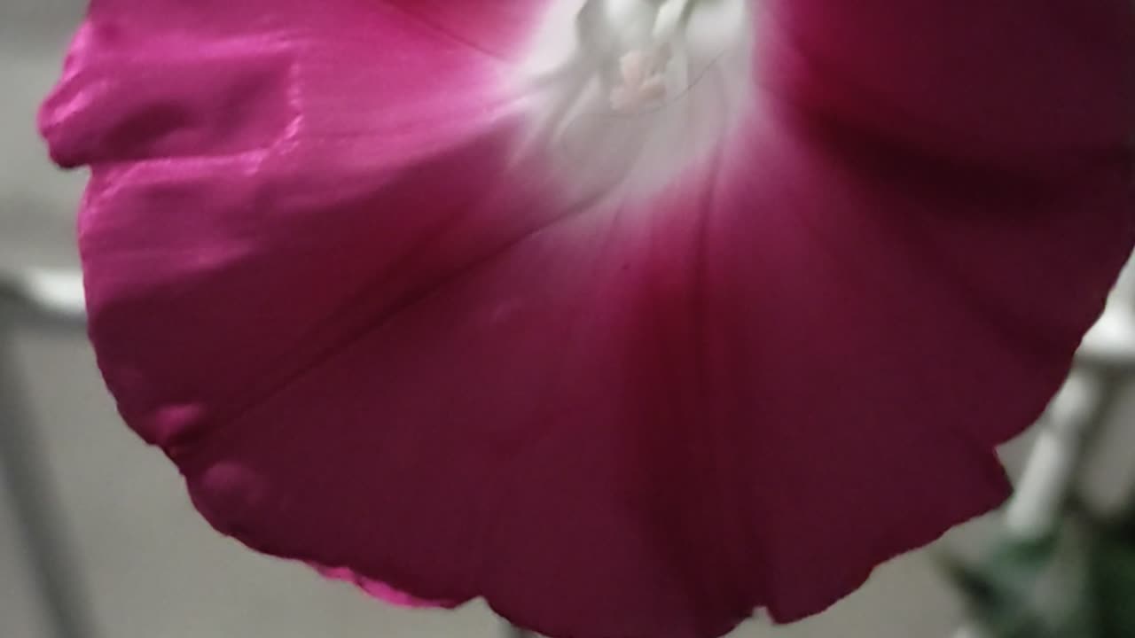 😘 🌺 FLORECITAS 🌻 MORADAS DE 🌱 ENREDADERA FT. 💋CARMEN - 🧑🏼‍🦱André Rieu & 👩🏻 Carmen Monarcha.👍