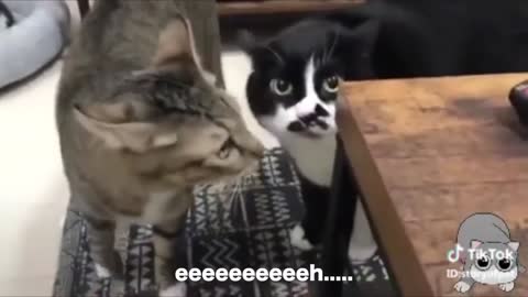 CATS SPEAKING ENGLISH // FUNNY!!