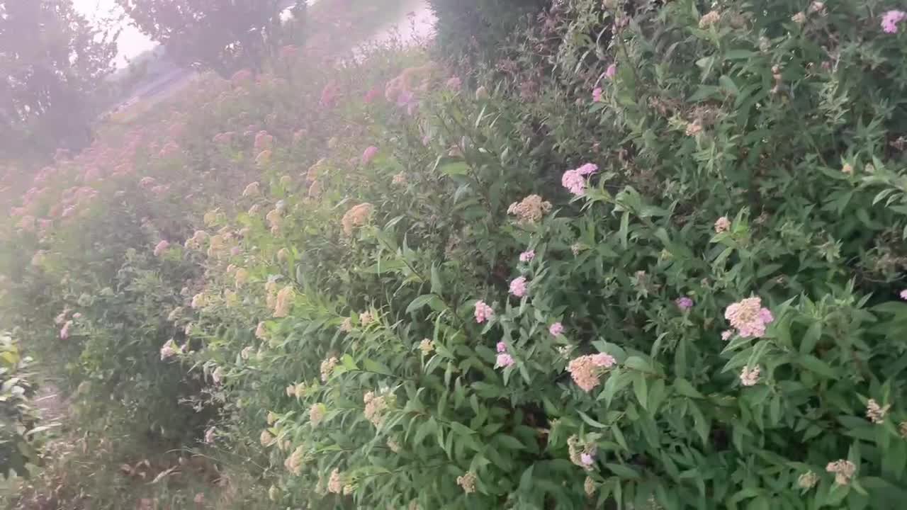 A Beautiful Bush of flowers