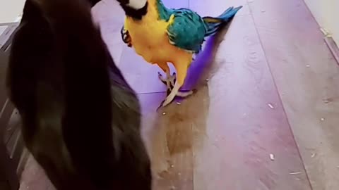 Macaw Gets Cat to Move