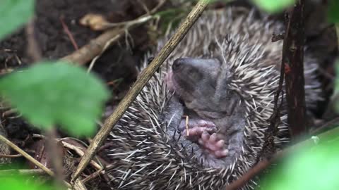 Cute Animal - Baby Hedgehog