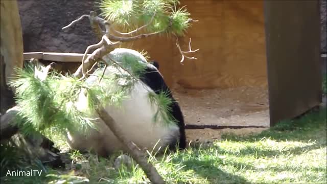 Cute Baby Pandas Playing Compilation - TRY NOT TO LAUGH!