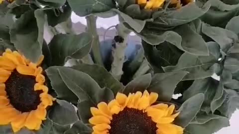 sunflower flower