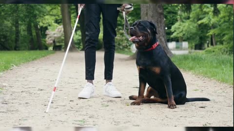 Facts About Rottweiler