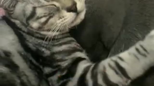 Cat funny video animal video tik tok video pet and animal short funny video