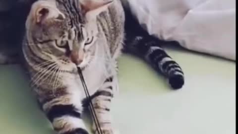 comedy Animal video 2021#funny video 2021