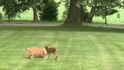 Funny dog