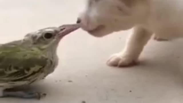 Funny clip animals - Lovely animals and pets compilations