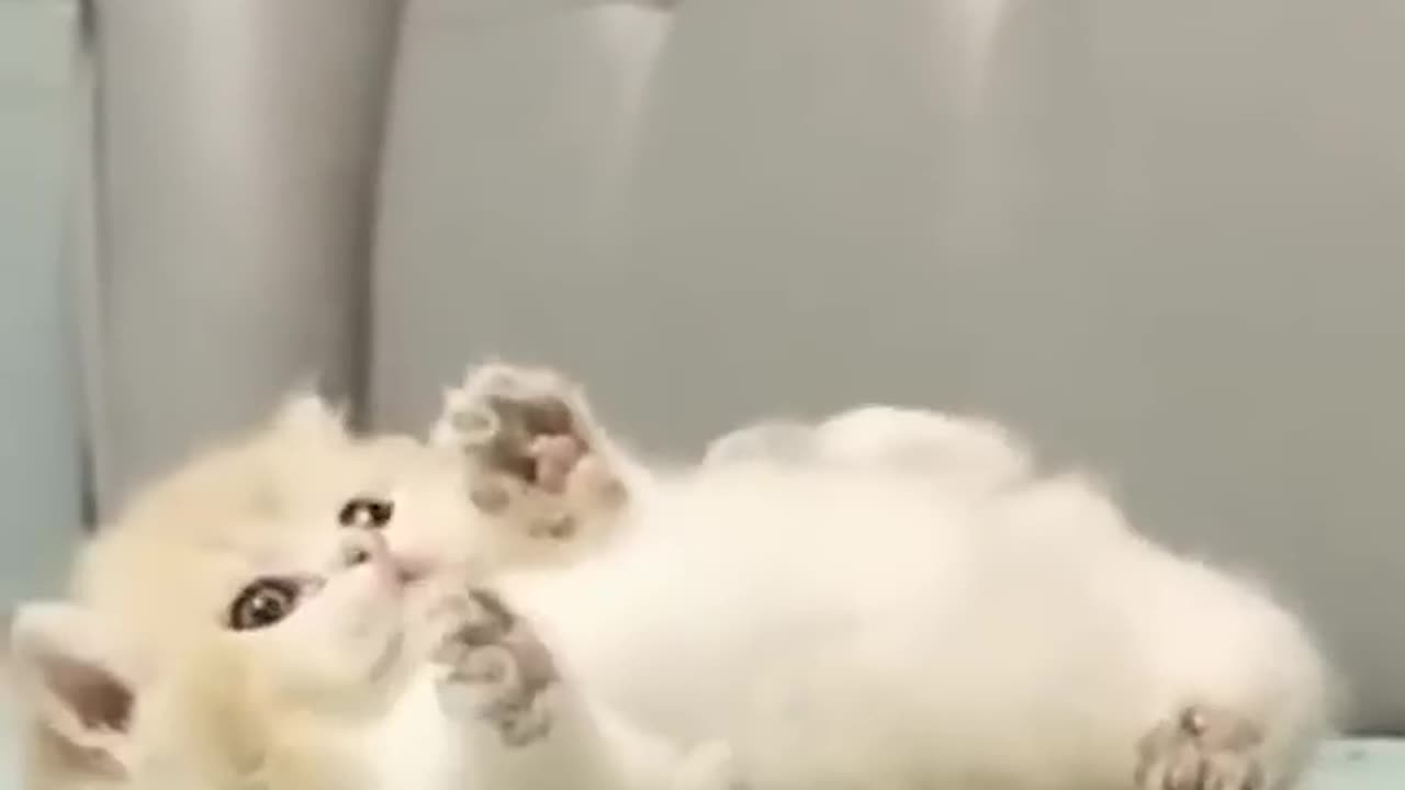 Cute animal 🥰