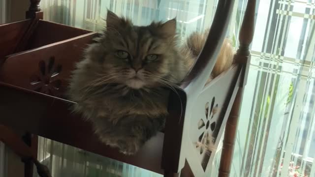 Cat on bookshelves.