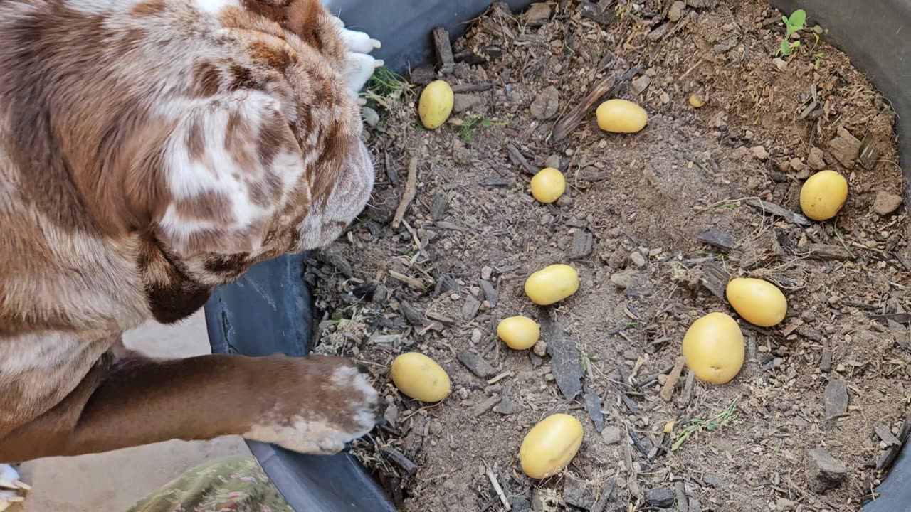 Harvest helper