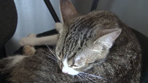 Kitten Likes His Fur To Be Clean