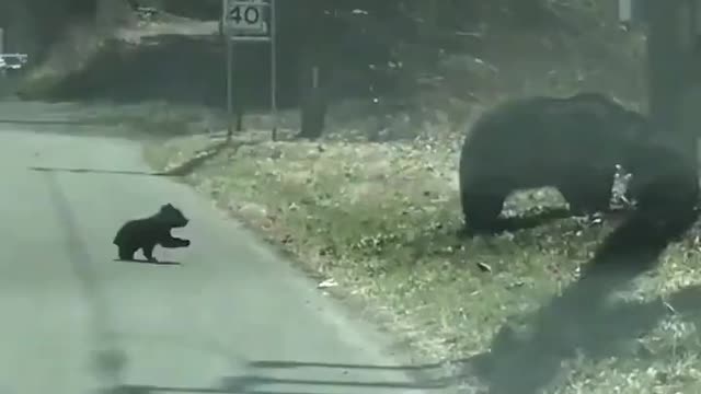 Mother bear want take away children's from the road,