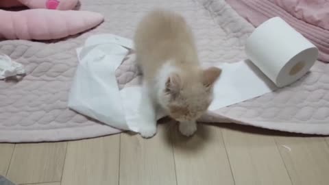 Funny cat video so cute cat