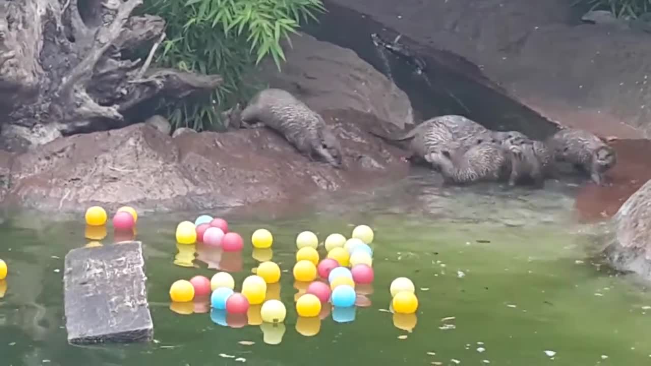 Otters vs. Ball Pool Balls at London Zoo