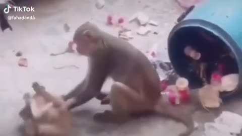 Amezing fight each other monkey vs dog.