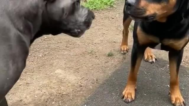 The boys at it again. Cane Corso vs rotwilier