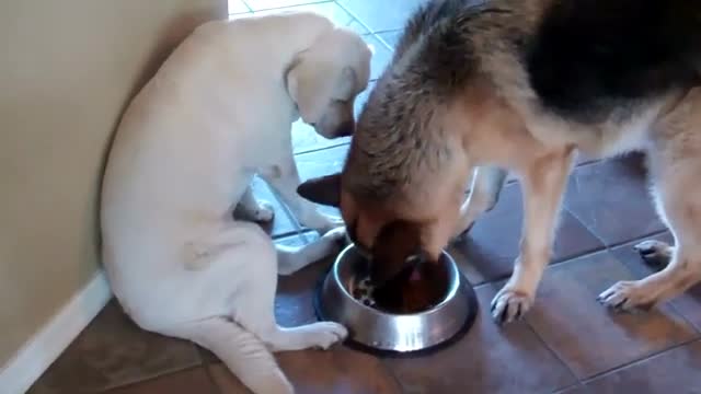 How a food-obsessed Labrador eats vs How a weird German Shepherd eats.