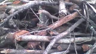 Many felled and abandoned tree trunks in an outdoor shed, near of a forest [Nature & Animals]