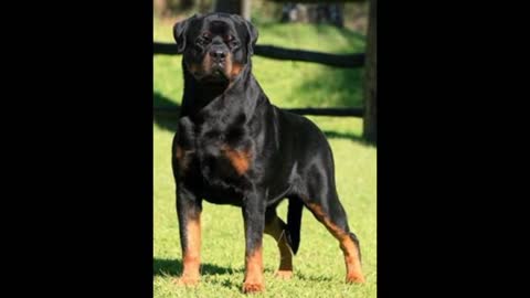 Most Popular Dog Breeds Rottweiler Dog😘 lovers Status🐶