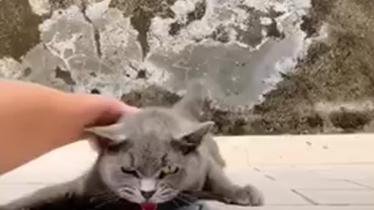 Amazing cat 🐈 trending video