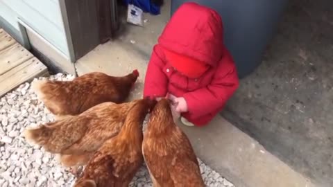 Baby feeding chickens.