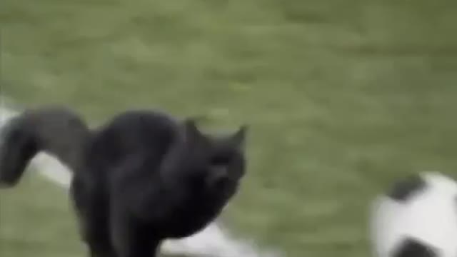 Cat of the match. Funny cat video try not laugh