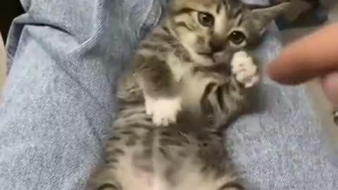 Cute and funny cat videos