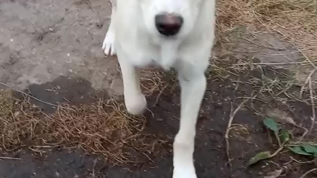 Neighbor's dog Bim