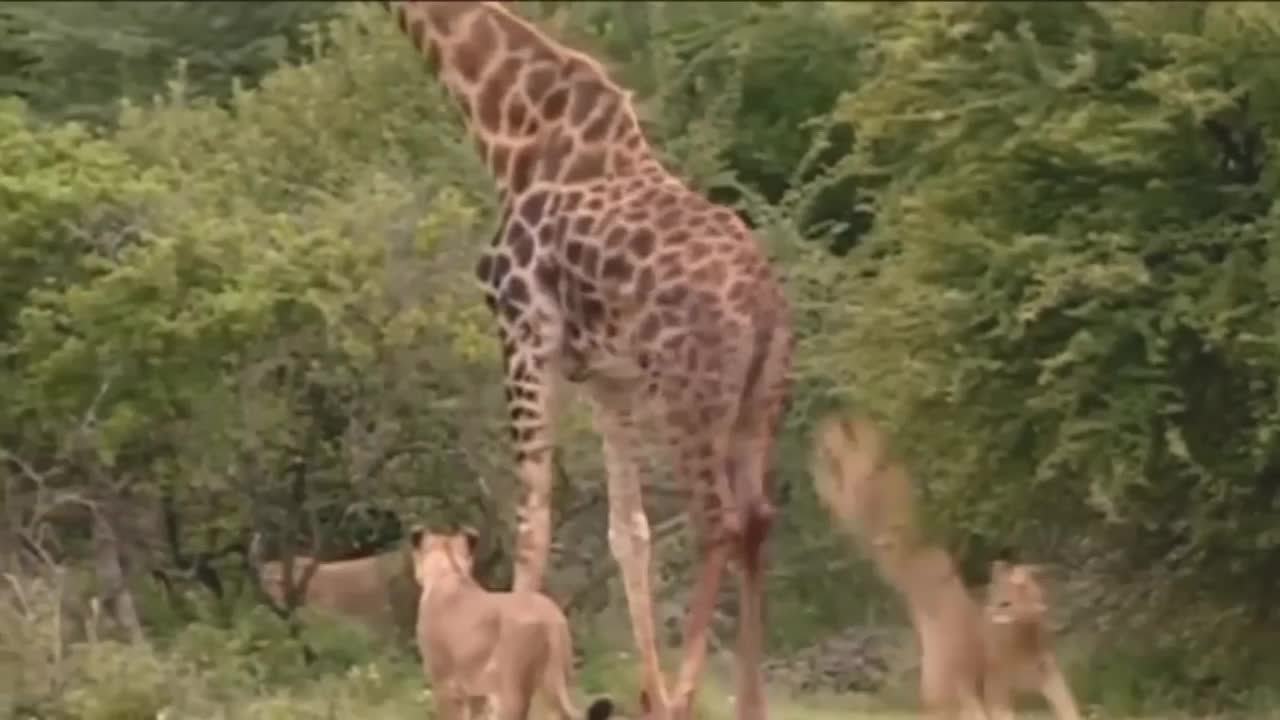 Intense Battle Between Lioness and girffe