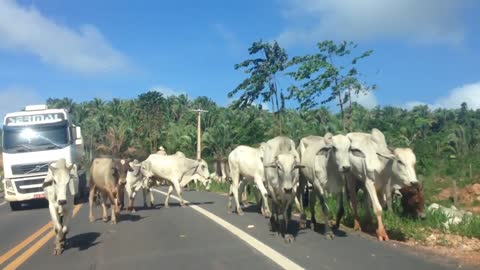 Traveling to Altamira - Novo Repartimento - Pará - Brazil