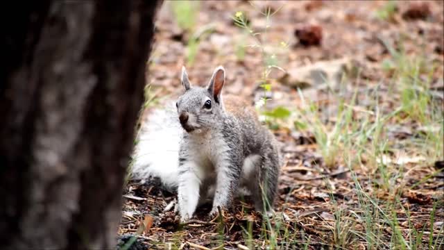 Squirrel On Ground