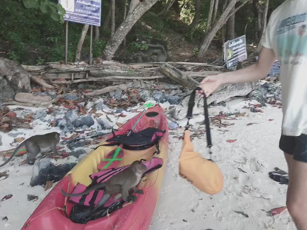 Thailand's Angry Monkey