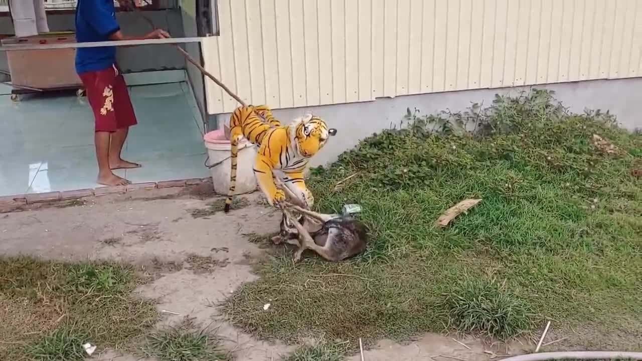 Nice Fake Tiger Prank Dog!!! Dog Run