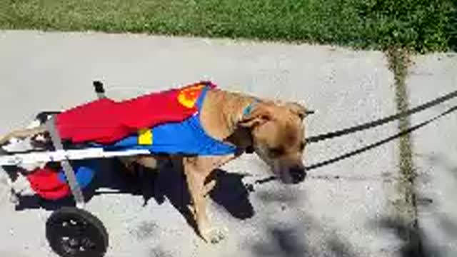 Paralyzed dog in wheelchair dresses as Superman for Halloween