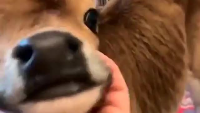 Baby Cow Enjoying Massage - SOO CUTE Cow Baby