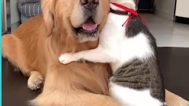 Friendly relationship between animals