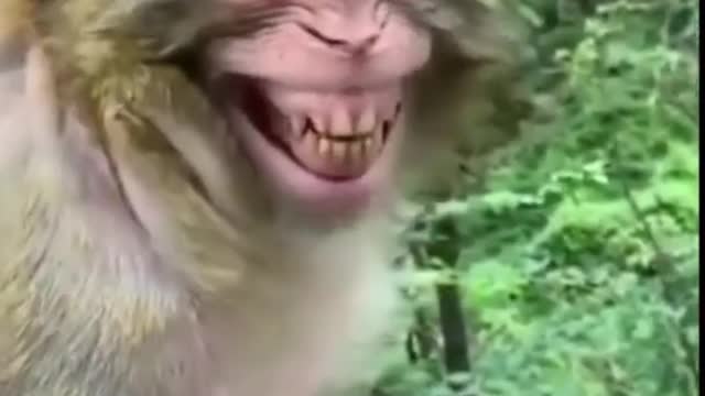 Funny Videos 2021 Viral Try Not To Laugh!