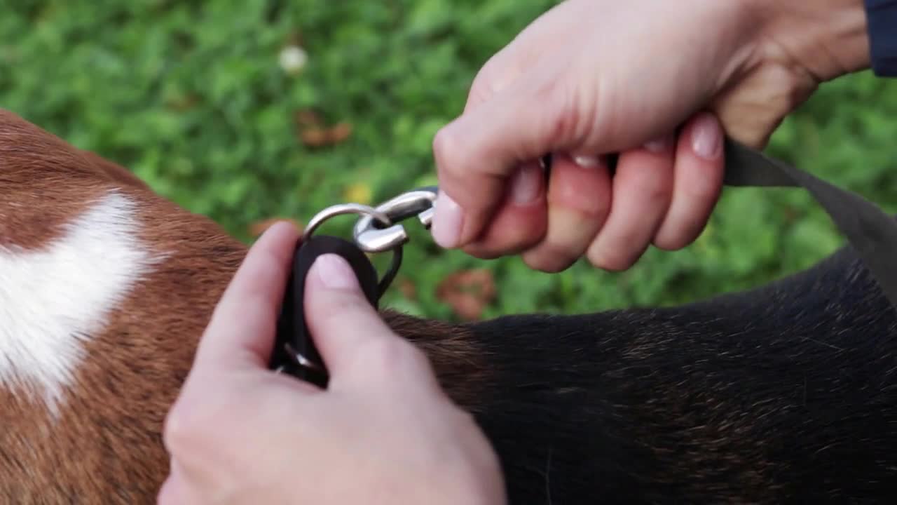 Fastening the leash to the dog's collar. Preparing for a walk with the dog