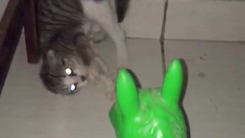 cat in despair