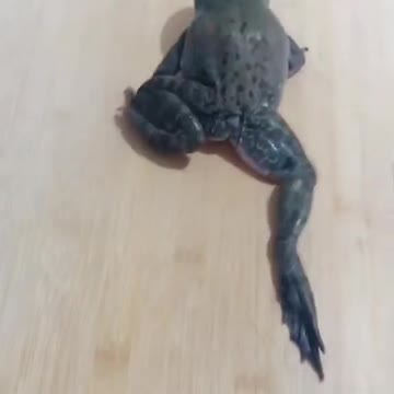 Frog Vs Crab