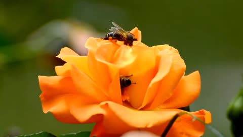 HD Bees and Flowers Video _Background _ No Text _ No Sound _OneMinuteVideo