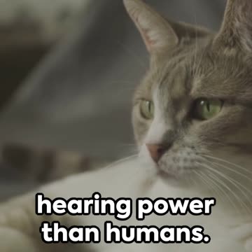 Feline Frenzy Crazy Cat Facts!