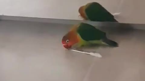 Bird attacking a q-tip