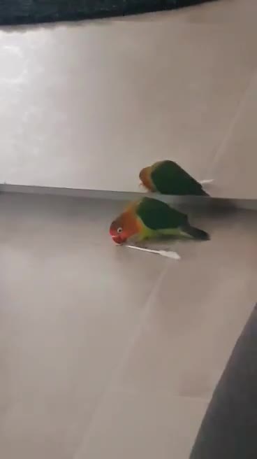 Bird attacking a q-tip