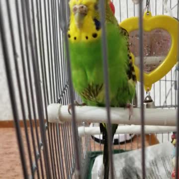 Budgerigar after washing.
