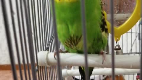 Budgerigar after washing.