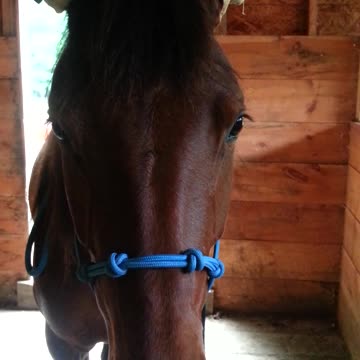 Goofy Horse Wears Gloves On Her Ears For Funny Image